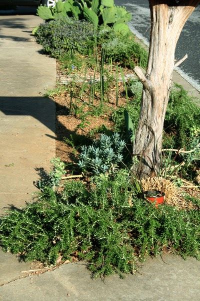 Garden in the Hell Strip