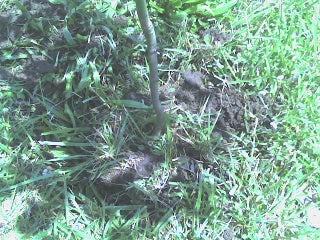 Prepare to Transplant.