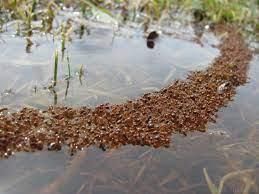 Fire Ants