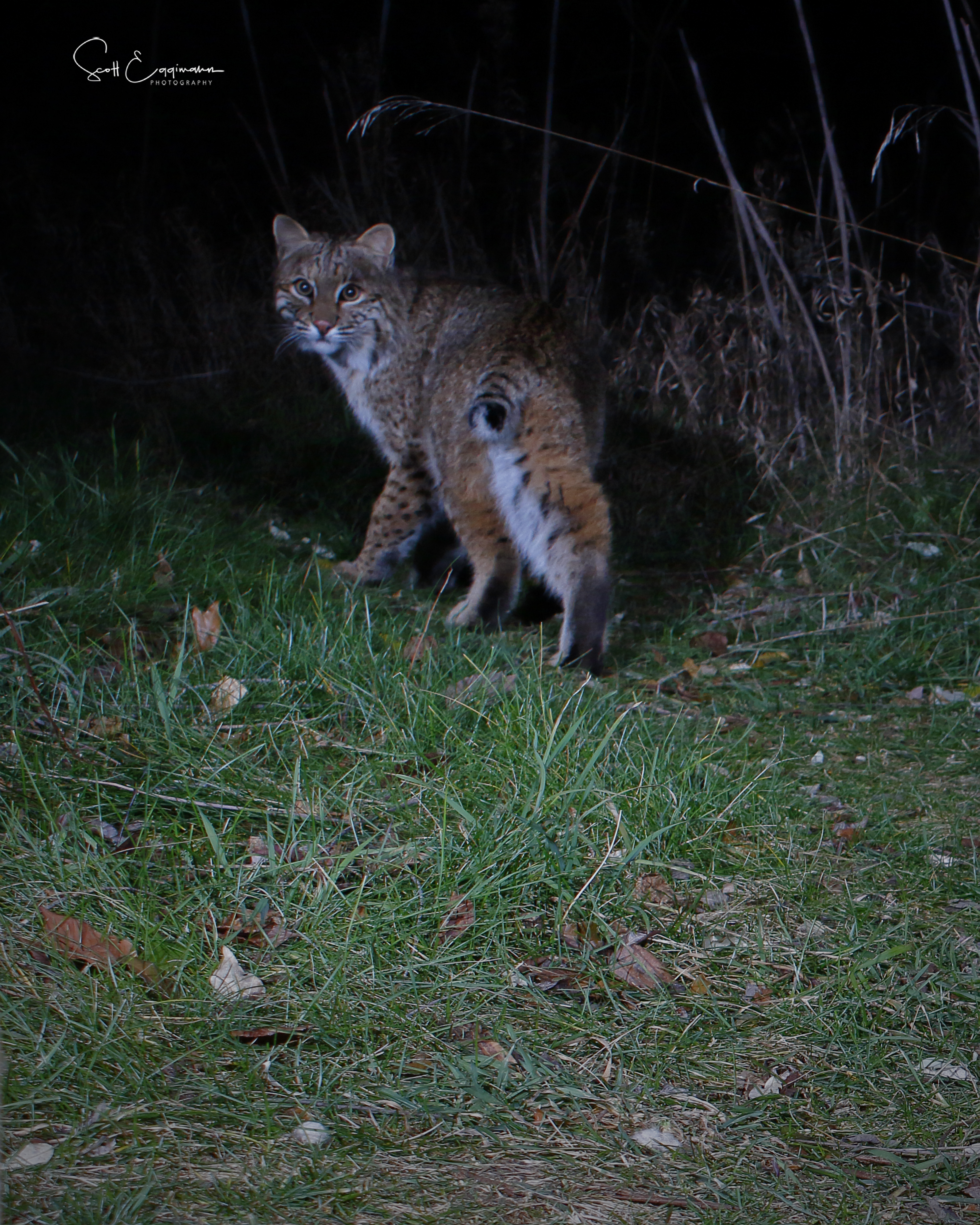 Simple PIR DSLR Camera Trap 8 Steps (with Pictures) Instructables