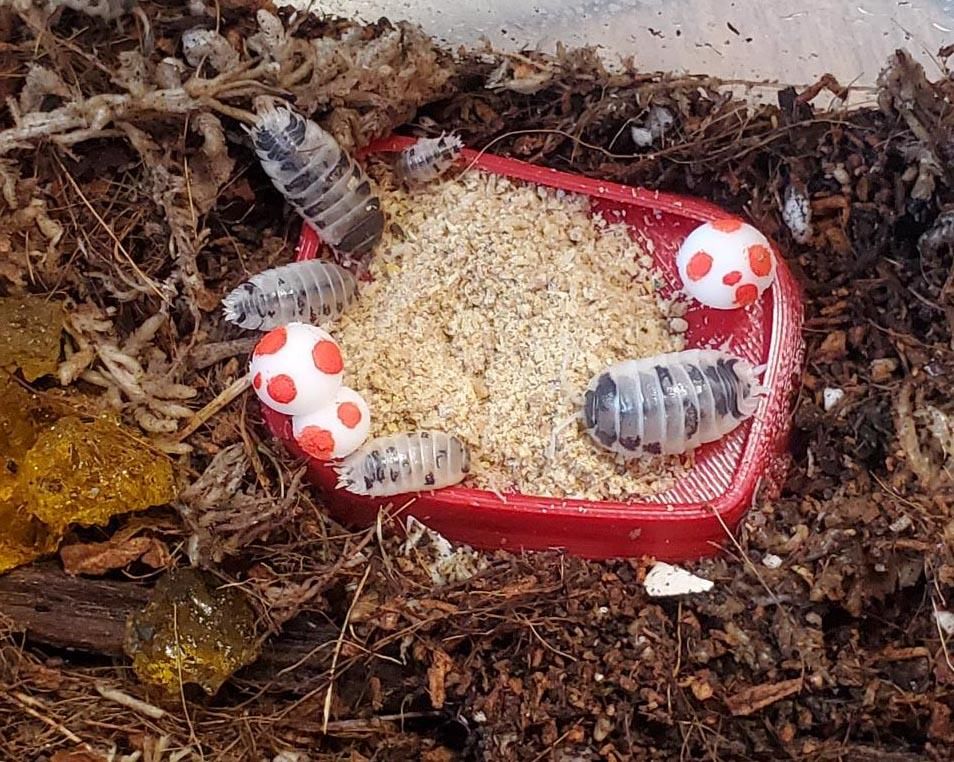 How to Make/Use an Isopod Food Dish