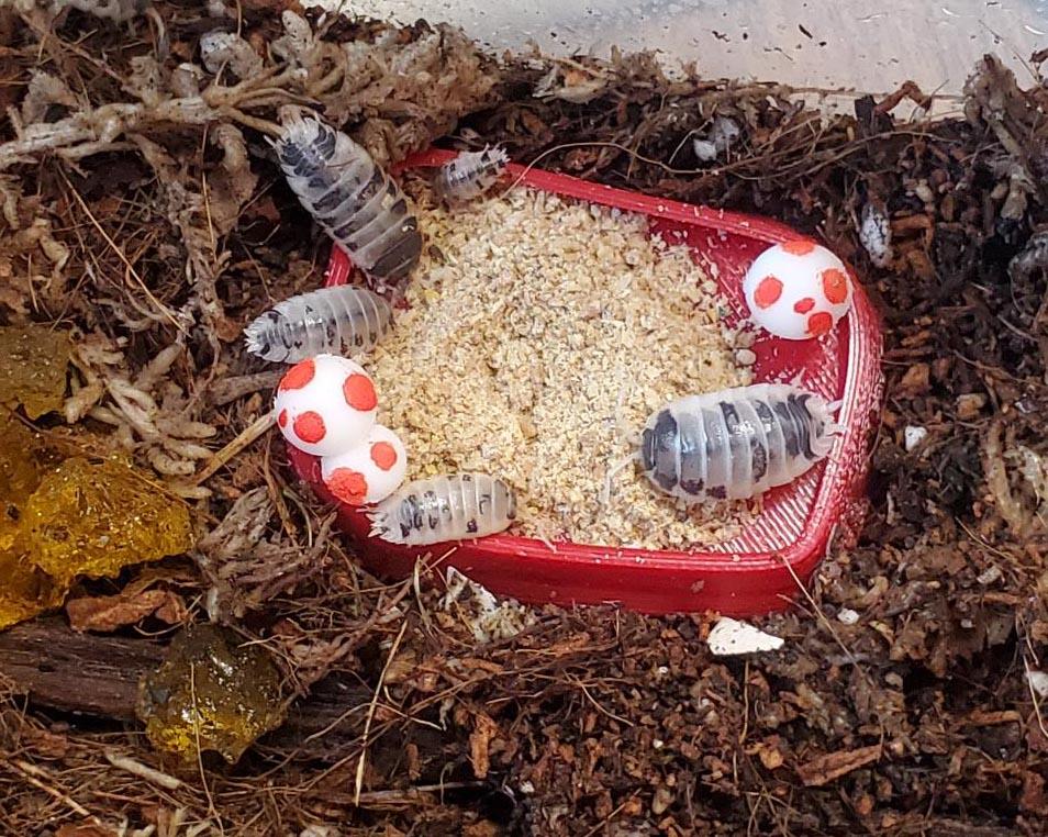 How to Make/Use an Isopod Food Dish 5 Steps (with Pictures