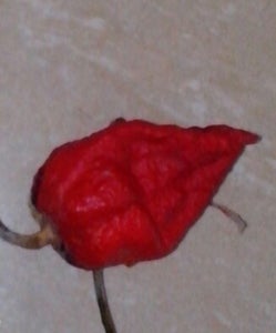 Worlds Hottest Chilly Pickle From Your Own Garden .