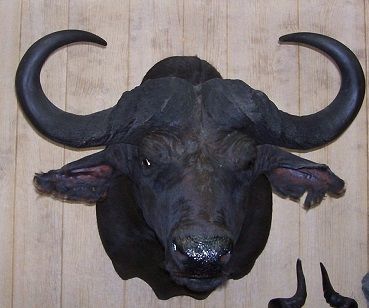 Taxidermy Trophy Mount Care