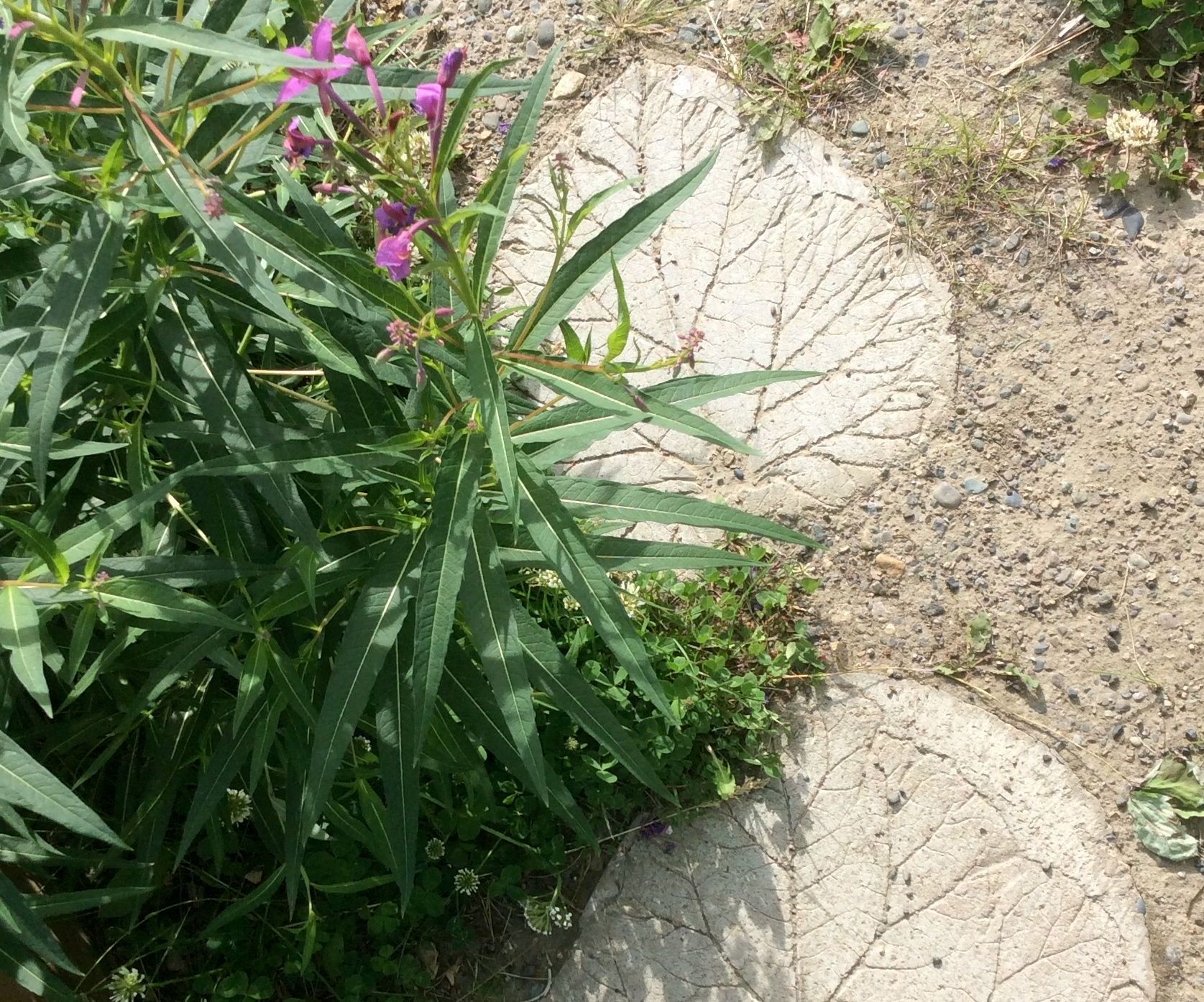 Rhubarb Leaf Stepping Stones