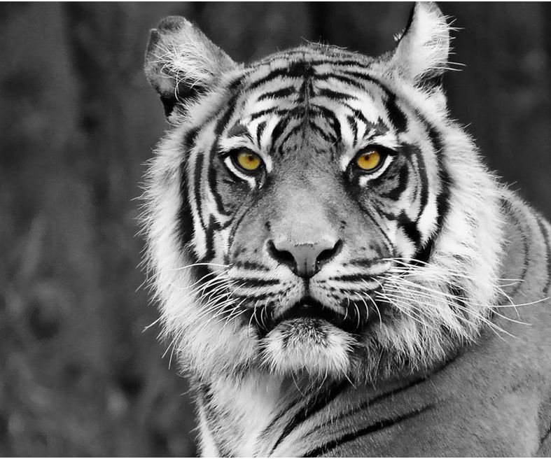 How to Selectively Color in Gimp