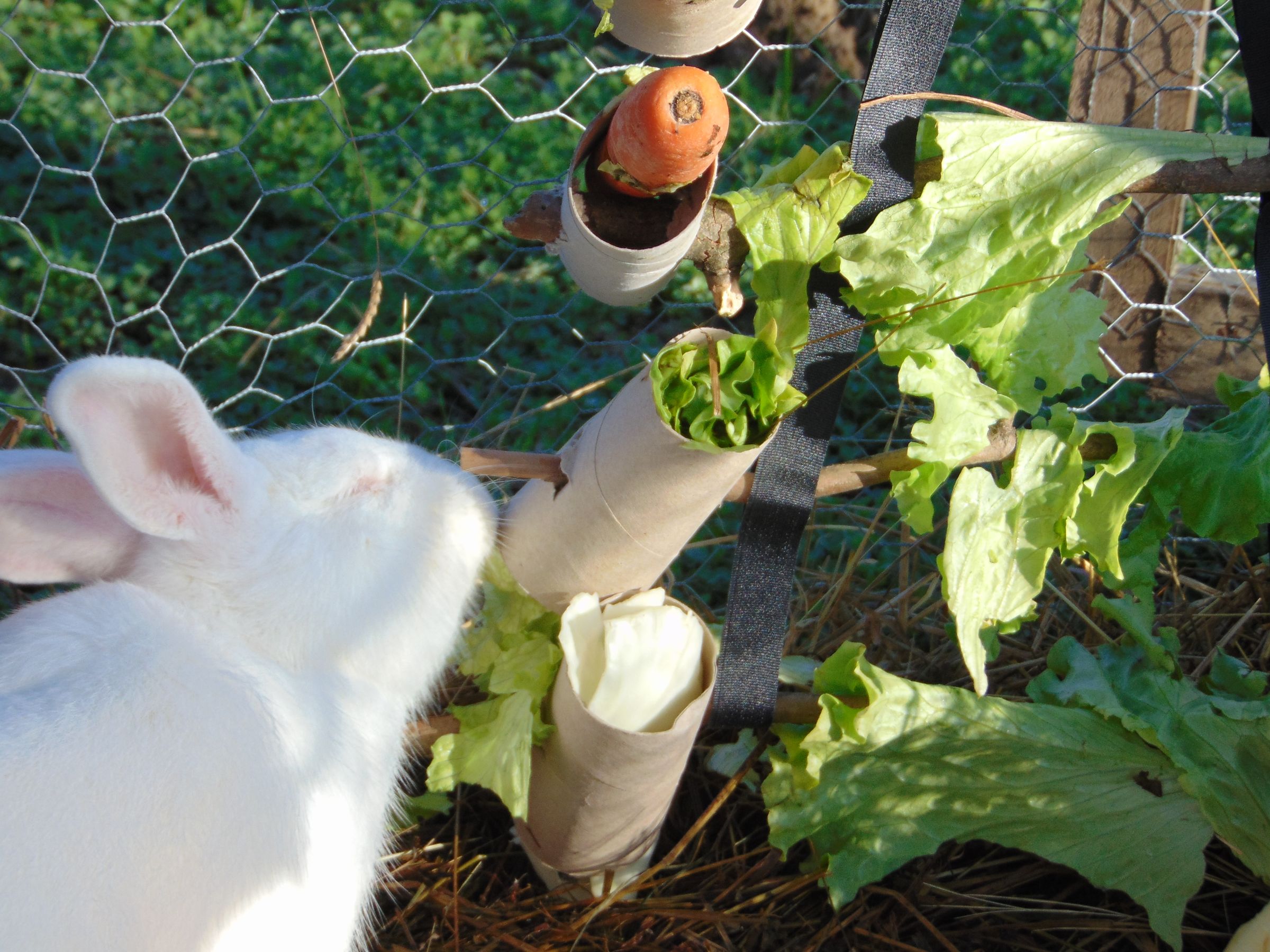 DIY Edible Christmas Tree for Bunnies (with Pictures) Instructables