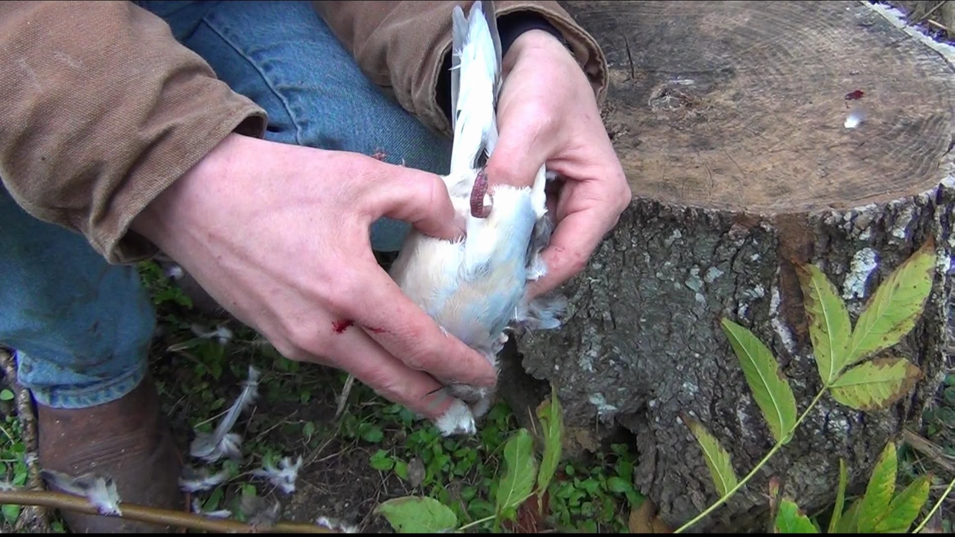 How to Field Dress a Dove / Pheasant / Quail 7 Steps Instructables