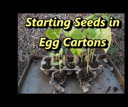 Starting Seeds in Egg Cartons