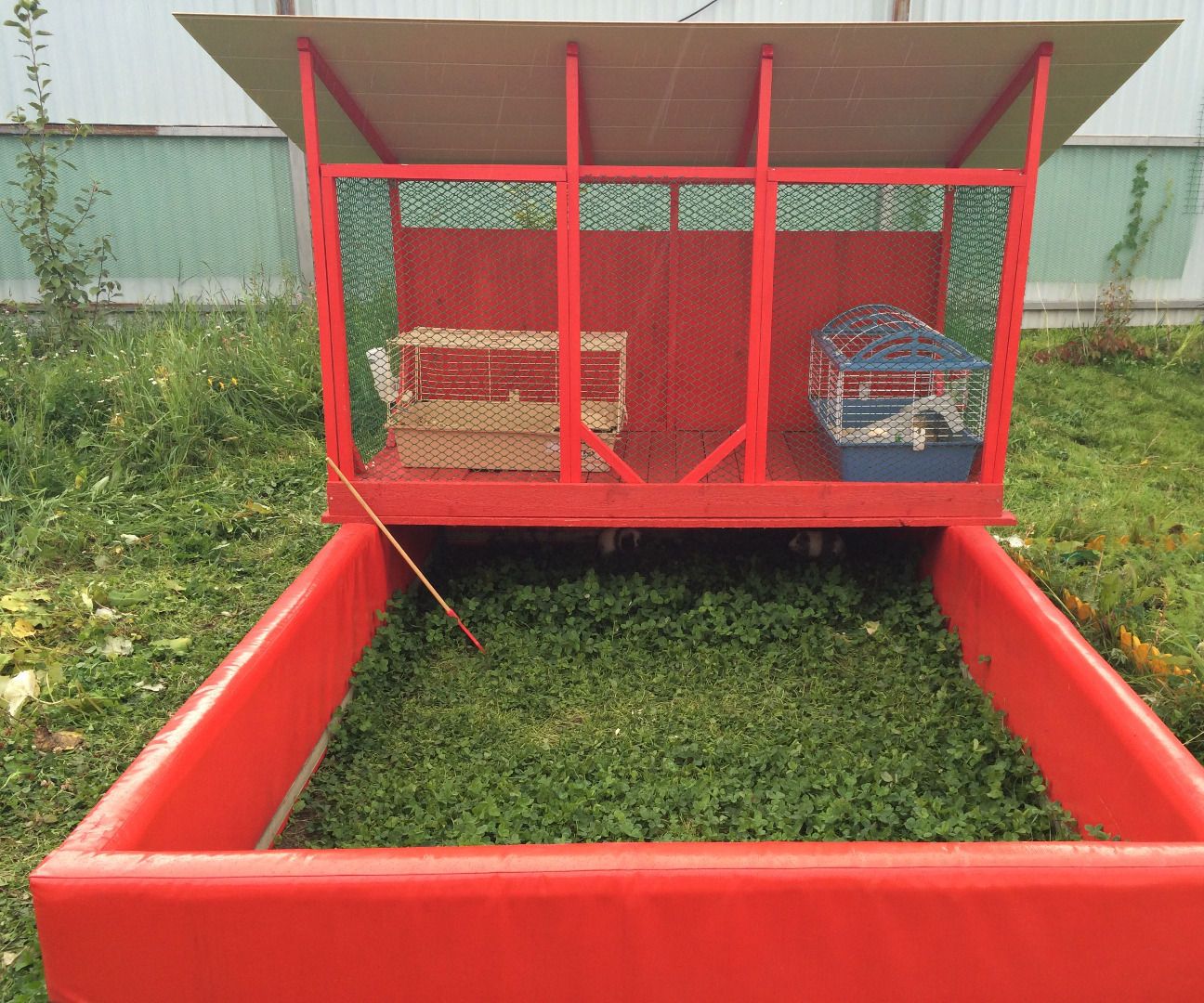 Guinea Pig Grand Hotel