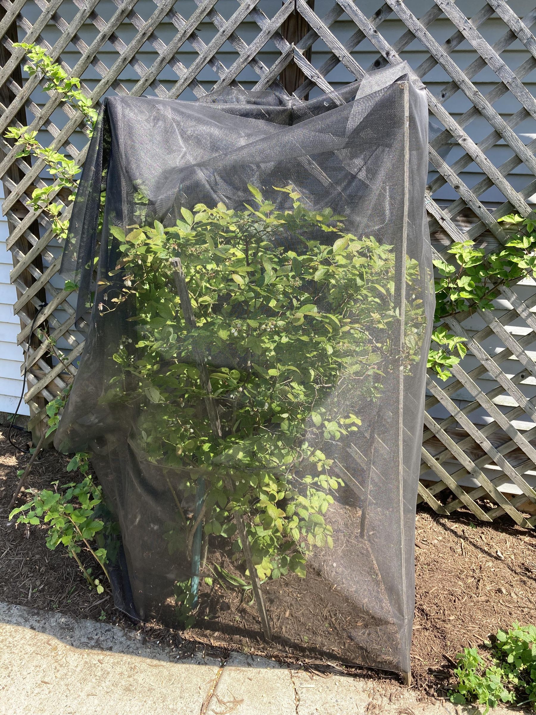 Blueberry Cage 4 Steps (with Pictures) Instructables