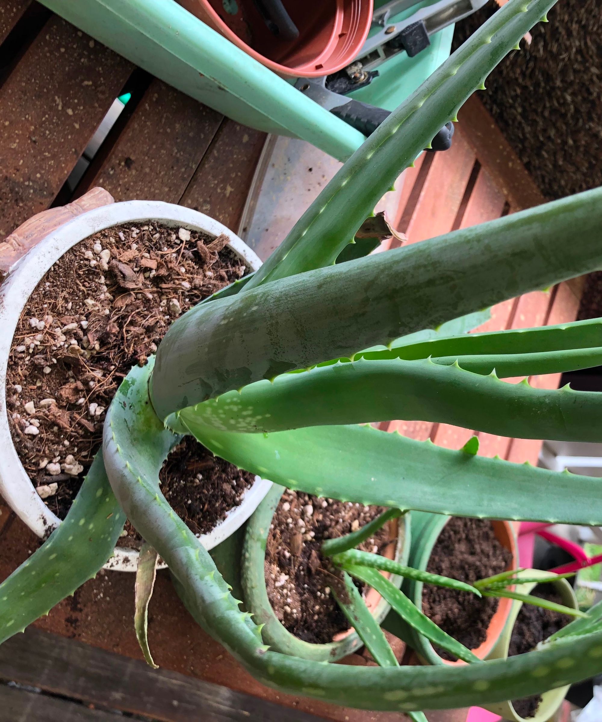 Moving My Aloe Vera Plants.