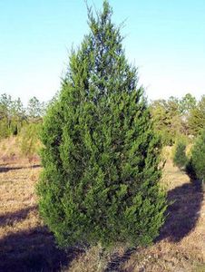 Find a Tree