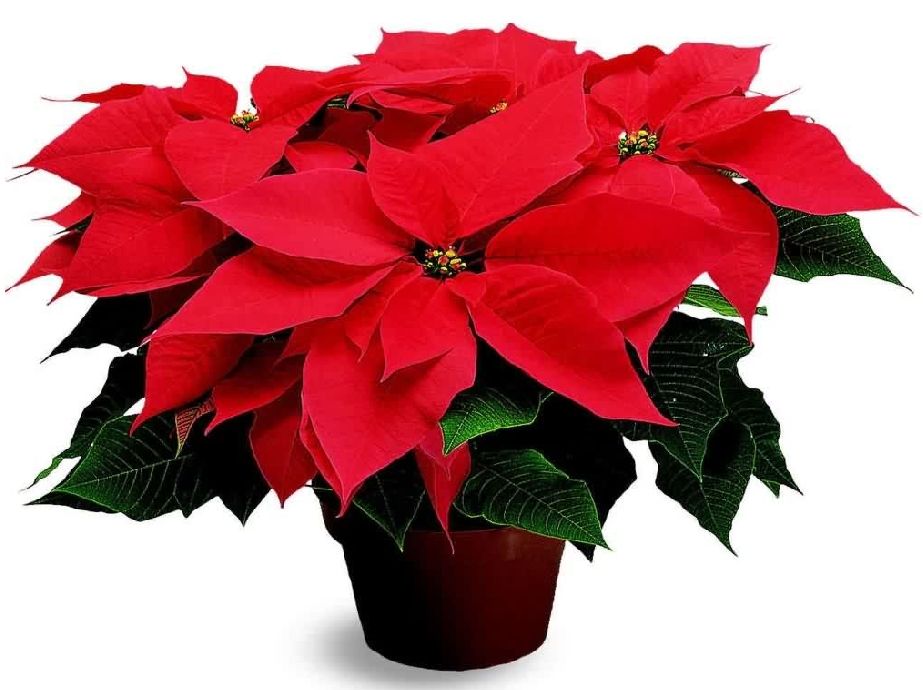 How to Grow Poinsettias and Succulents
