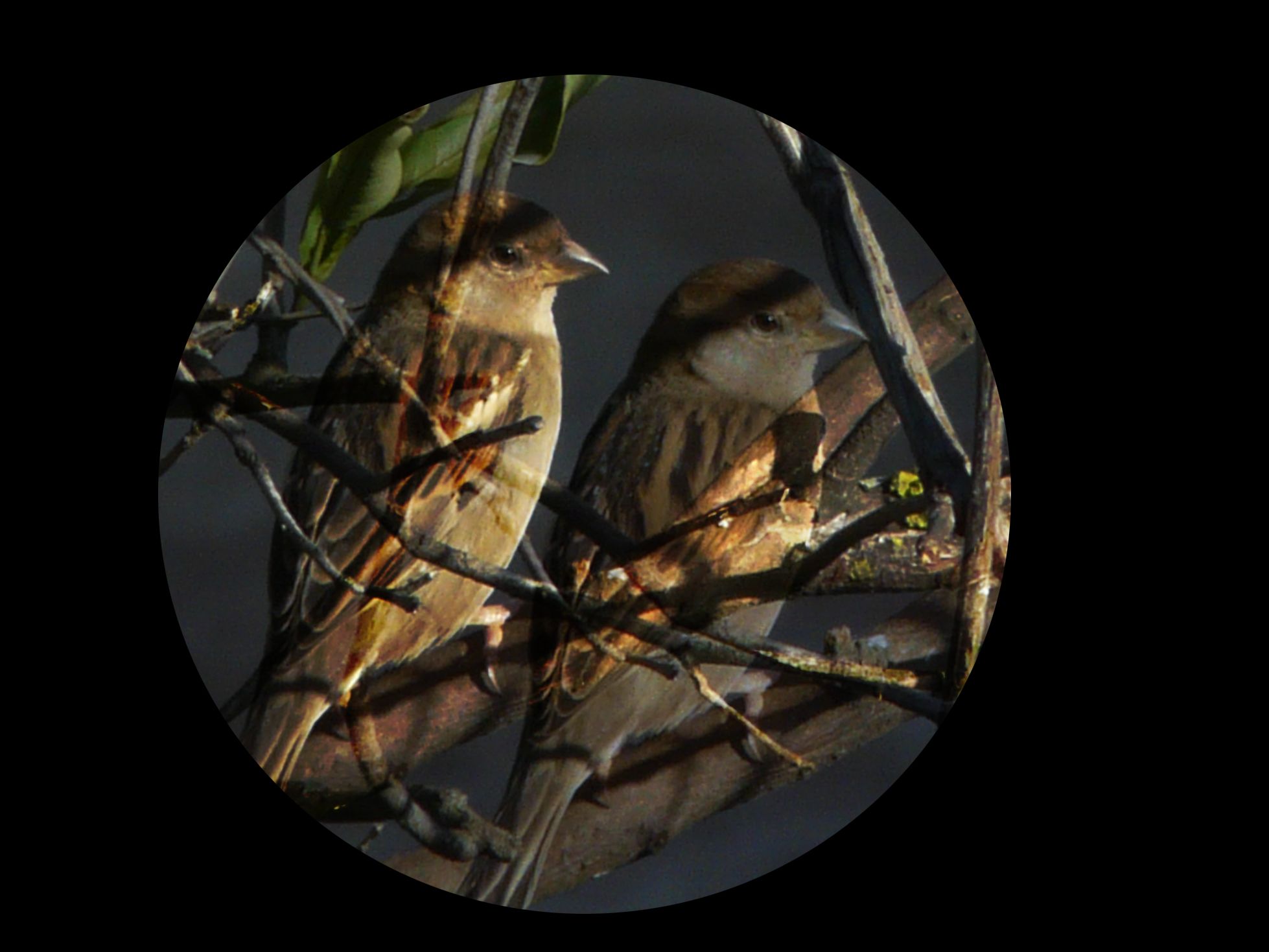 Fix Your Binoculars......It Is Easy!