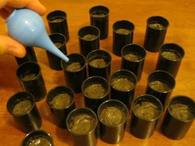 Plant Sprouts