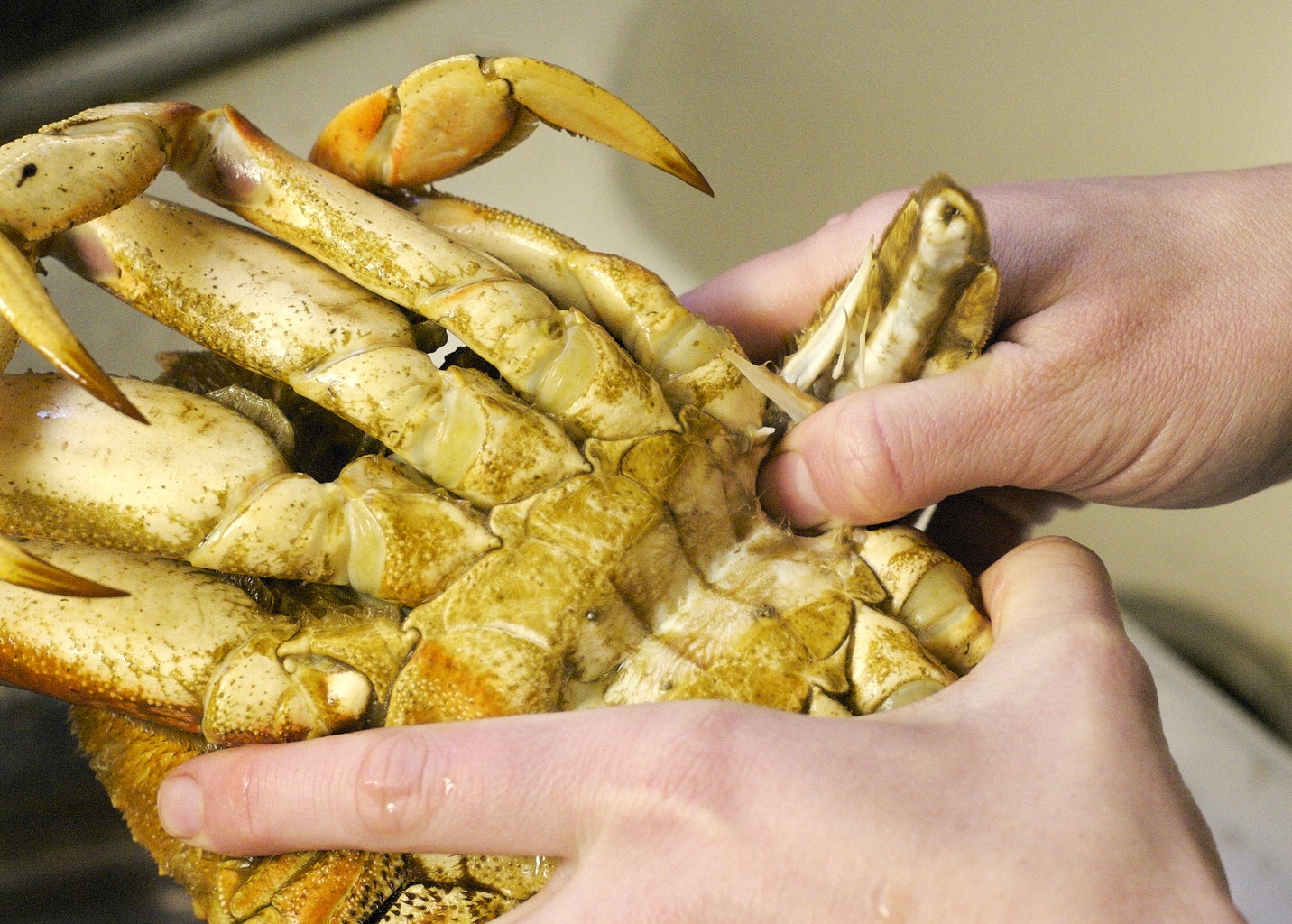 how long do you cook a whole dungeness crab