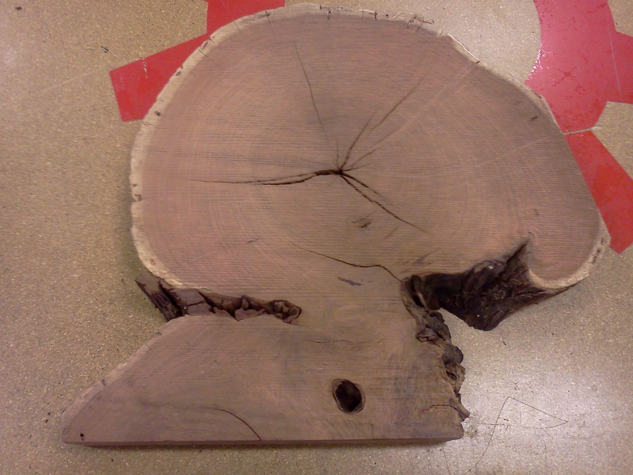 Log Cross-Section Relief Sculpture WIP