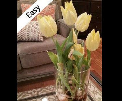 Full View Tulips