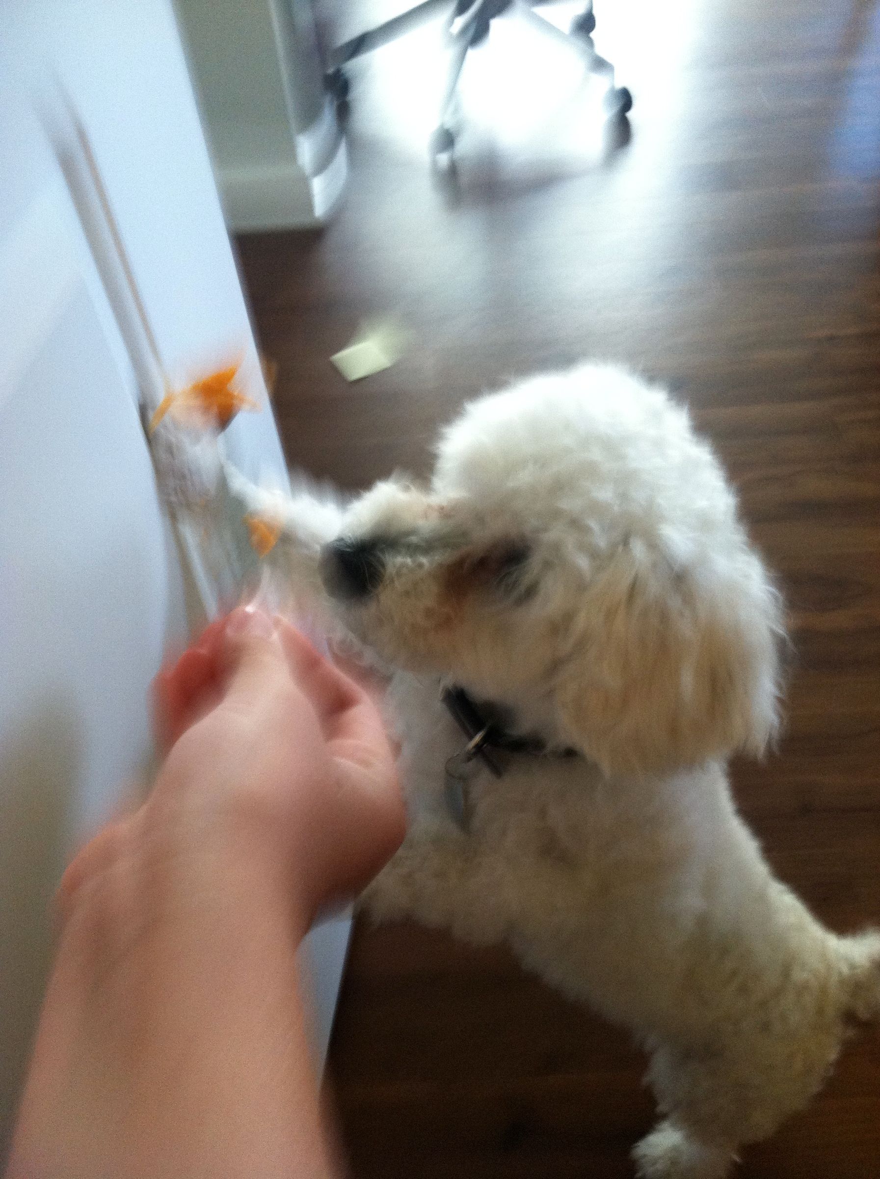 How to Teach Your Dog to Sit, Beg, Close the Door, and Lay Down 5