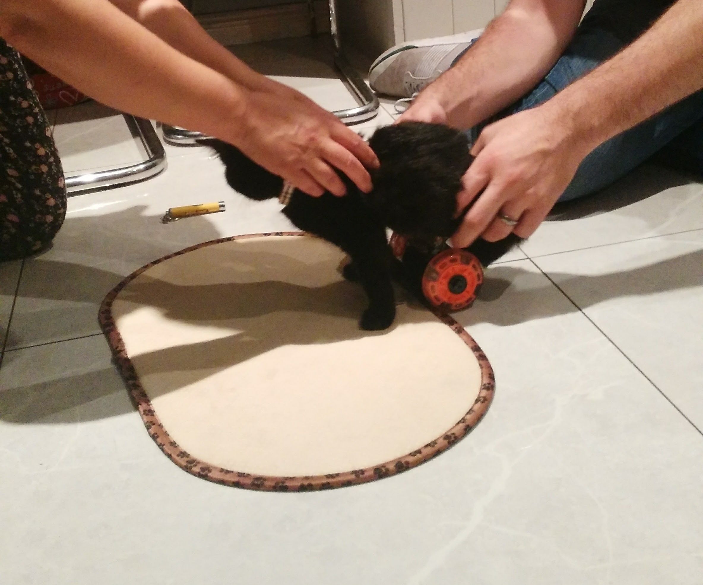 3D Printed Kitten Wheelchair