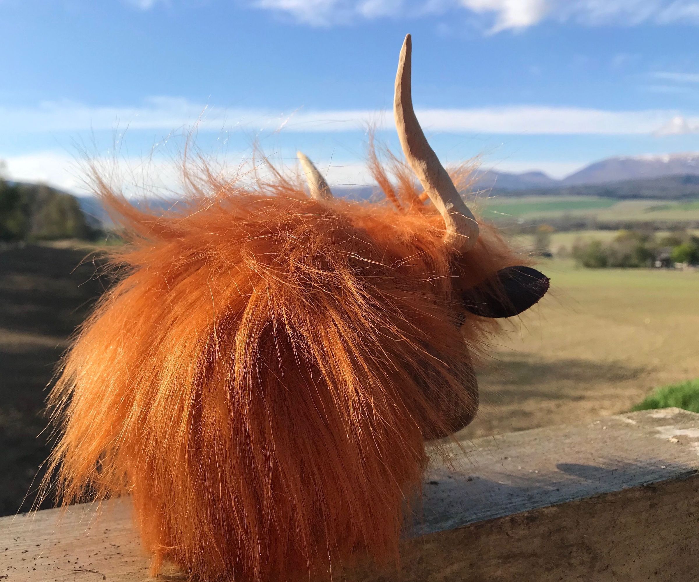 Highland Cow From Scraps on a Woodlathe