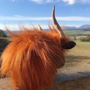 Highland Cow From Scraps on a Woodlathe