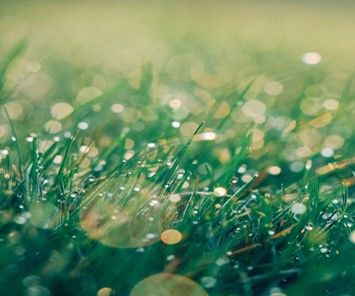 Automatic Watering System