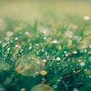 Automatic Watering System