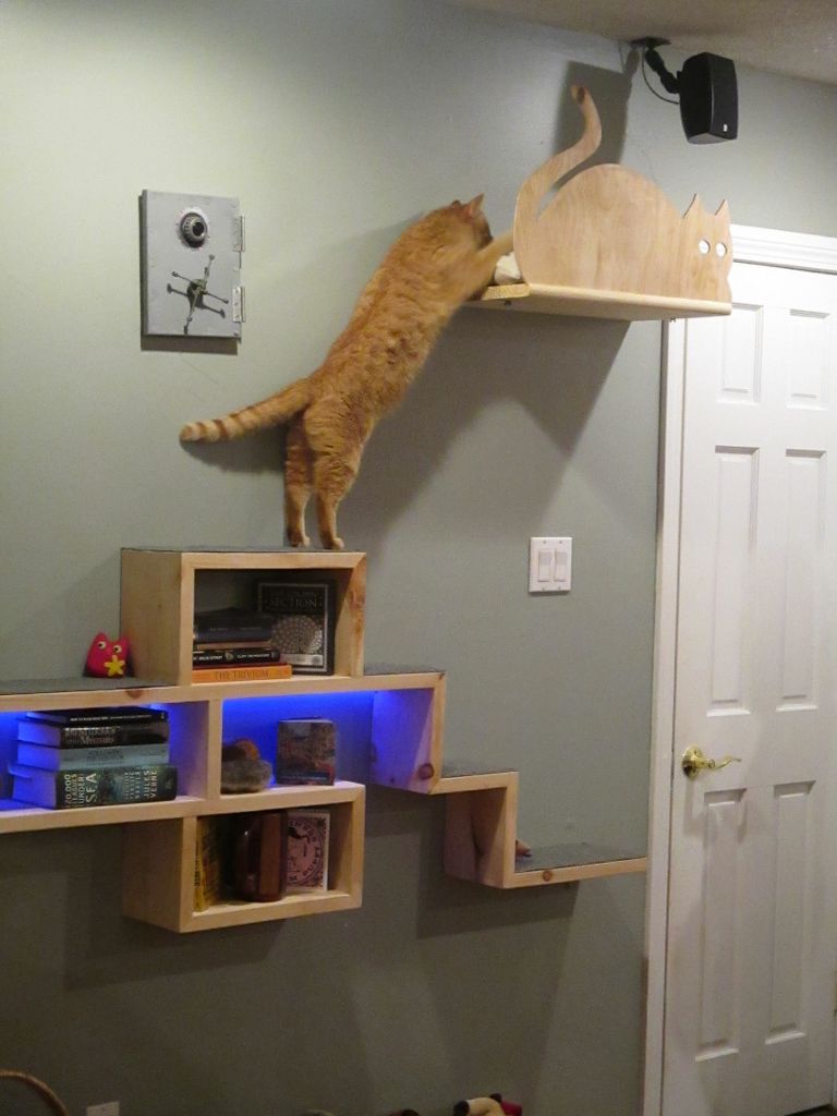 Cat Ramps On Walls