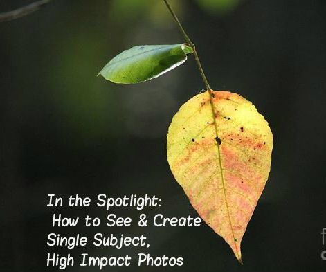 In the Spotlight: How to See & Create Single Subject, High Impact Photos