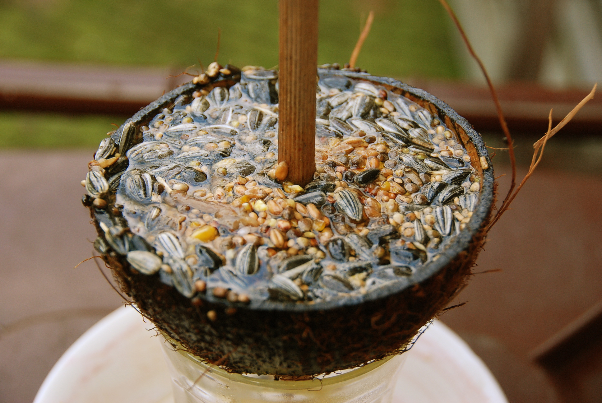 Coconut Bird Feeder. Instructables