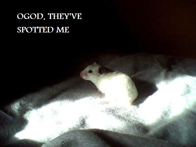 A Few Bits for Hamsters