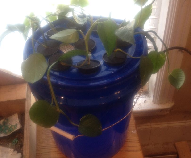 Bucket Aeroponic Plant Propagator