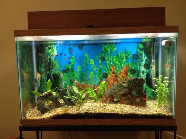 Aquarium Lights on Steroids - Using Giant CFL's for Better Light