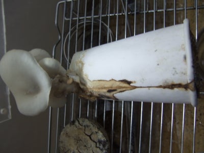Gourmet Mushrooms in an Old Coffee Cup