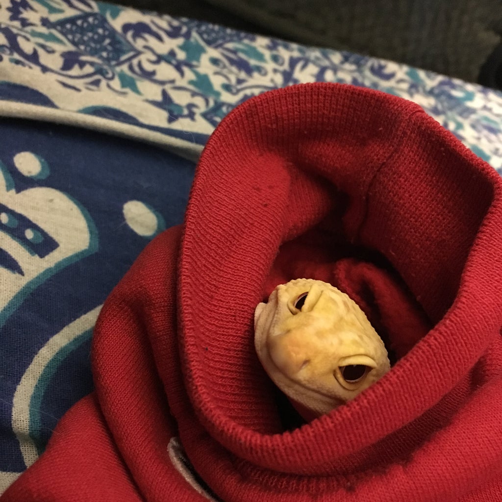 leopard gecko hides