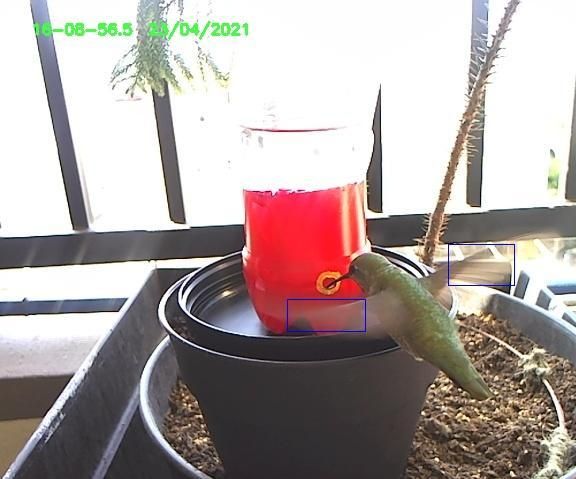 Hummingbird Feeder - EcoFriendly and AutoFilling