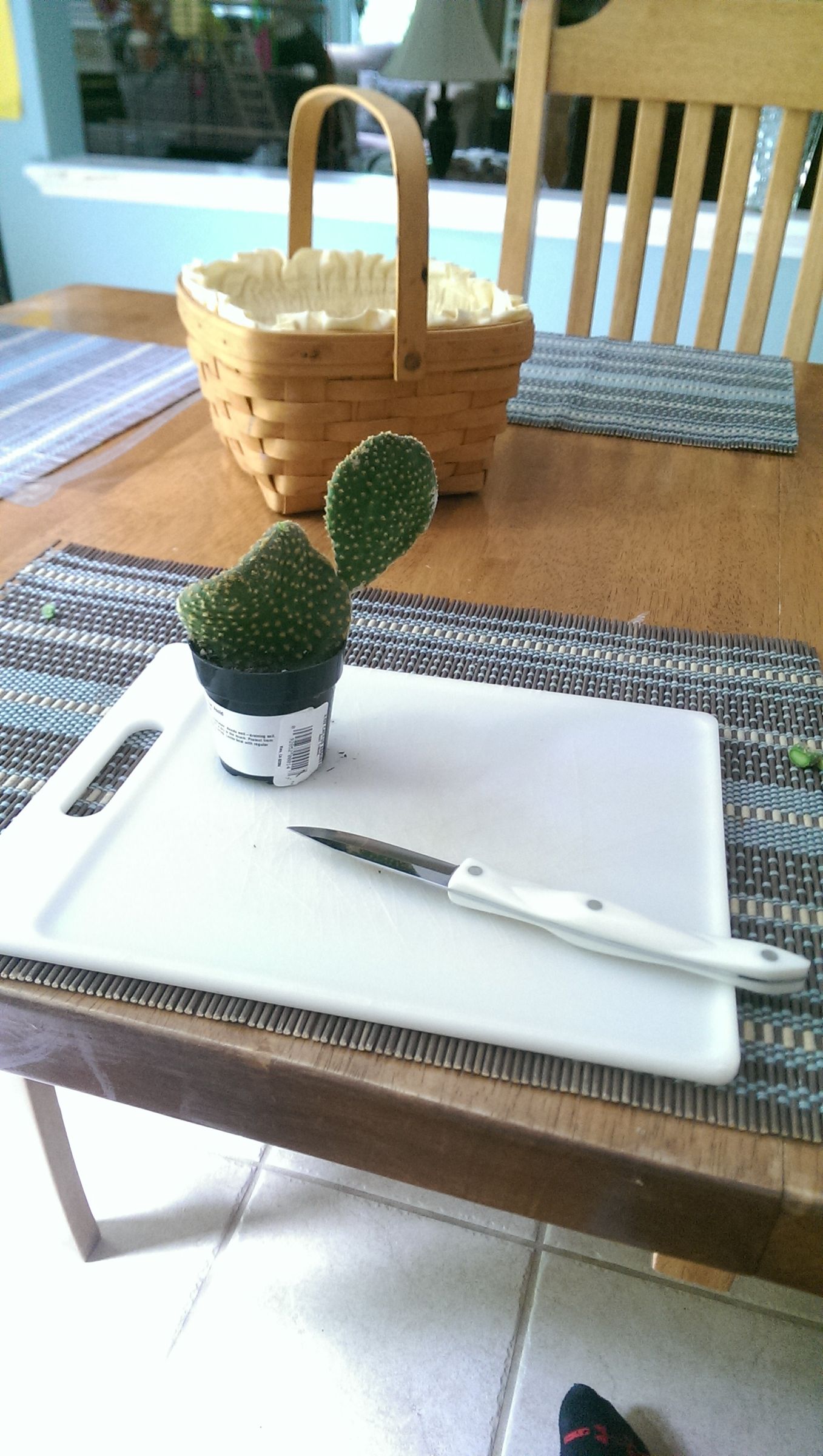 How to Propagate Cacti!!!!