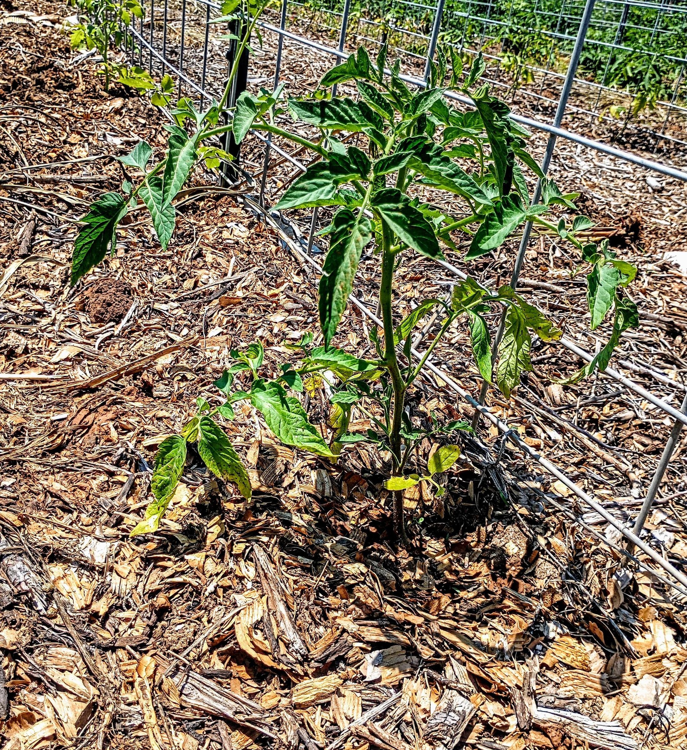 Transplanting Tomatoes