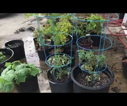 How to Build a DIY Automatic Plant Watering System With WiFi Alerts
