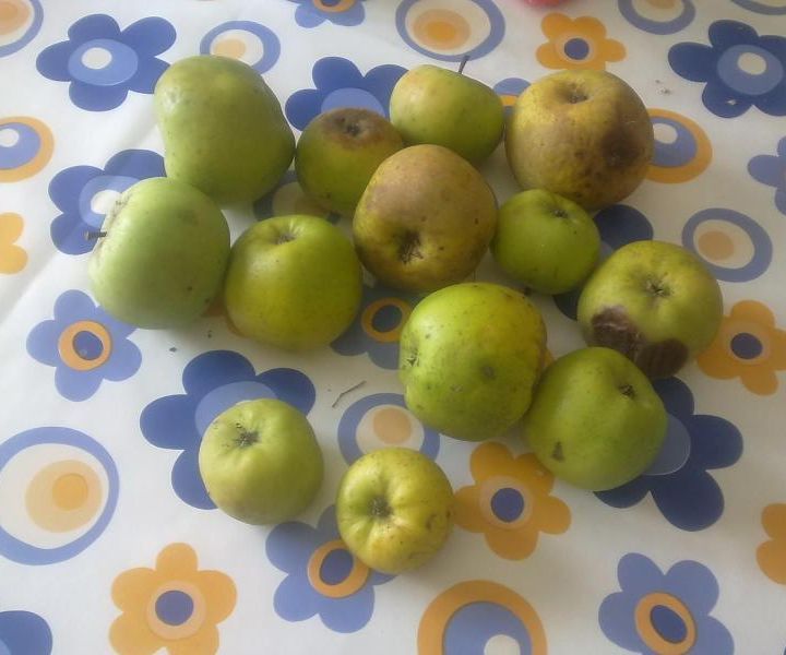 Micro-Apple Cat Cake