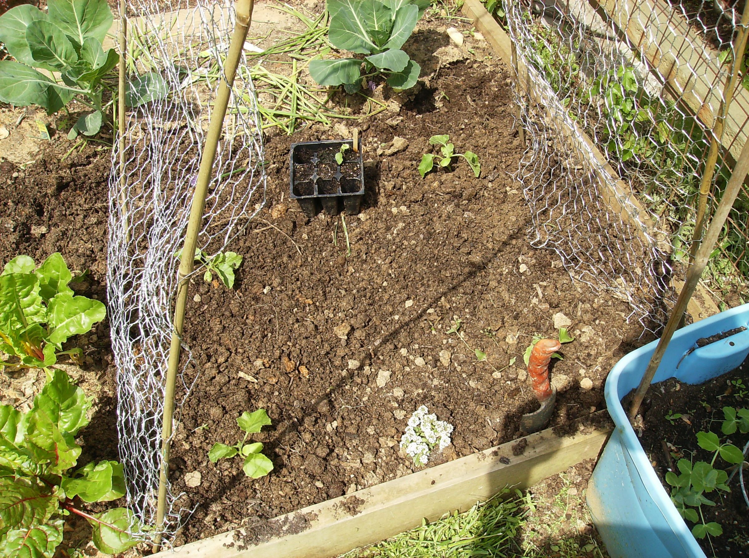 How to Build a Low Cost Vegetable Garden Trellis