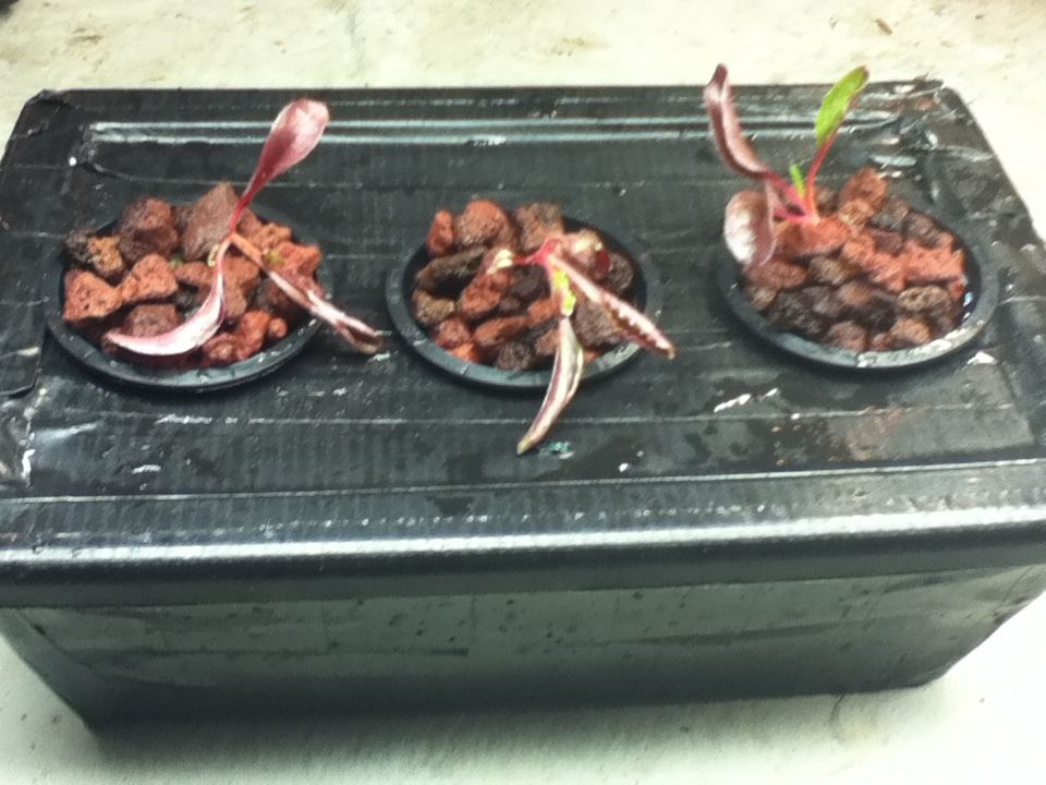 Miniature Deep Water Culture Hydroponics: a Pictorial Walkthrough