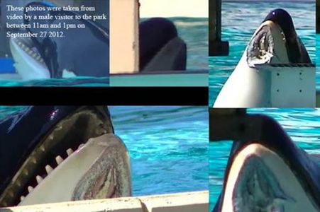 Using 3d Printing to Make an Accurate Orca Toy