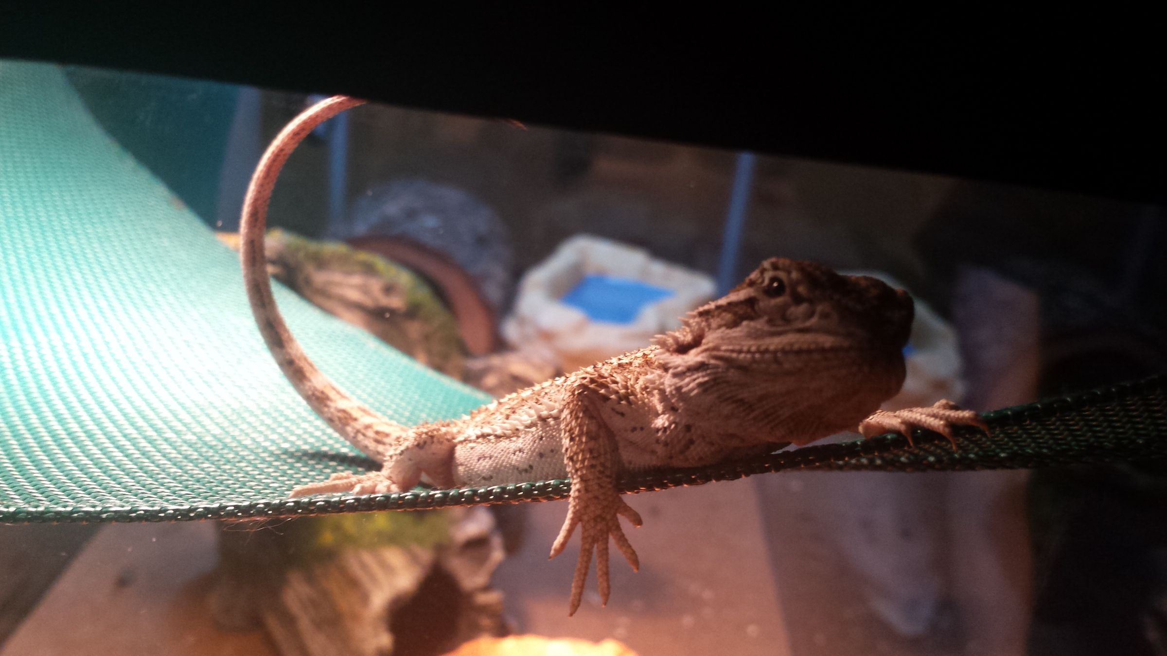 Cricket storage and feeding container