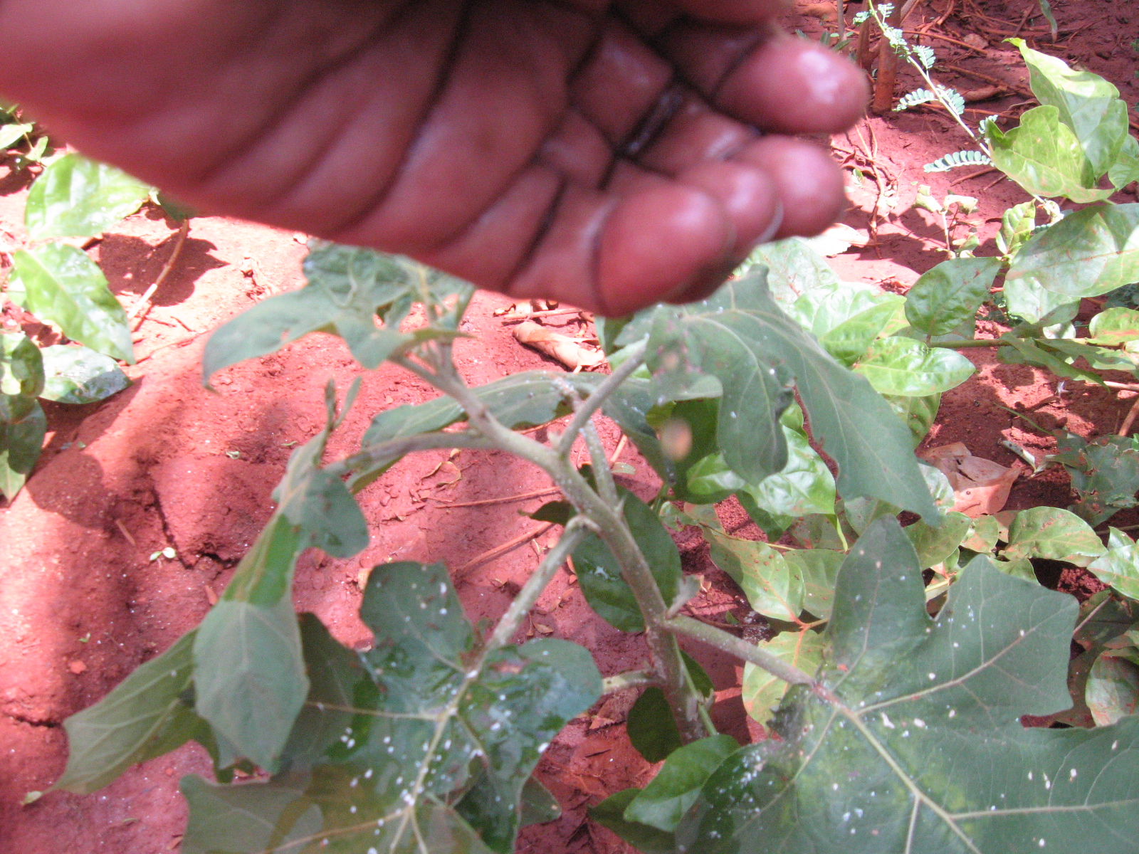 Homemade Organic Ant Repellent 6 Steps Instructables