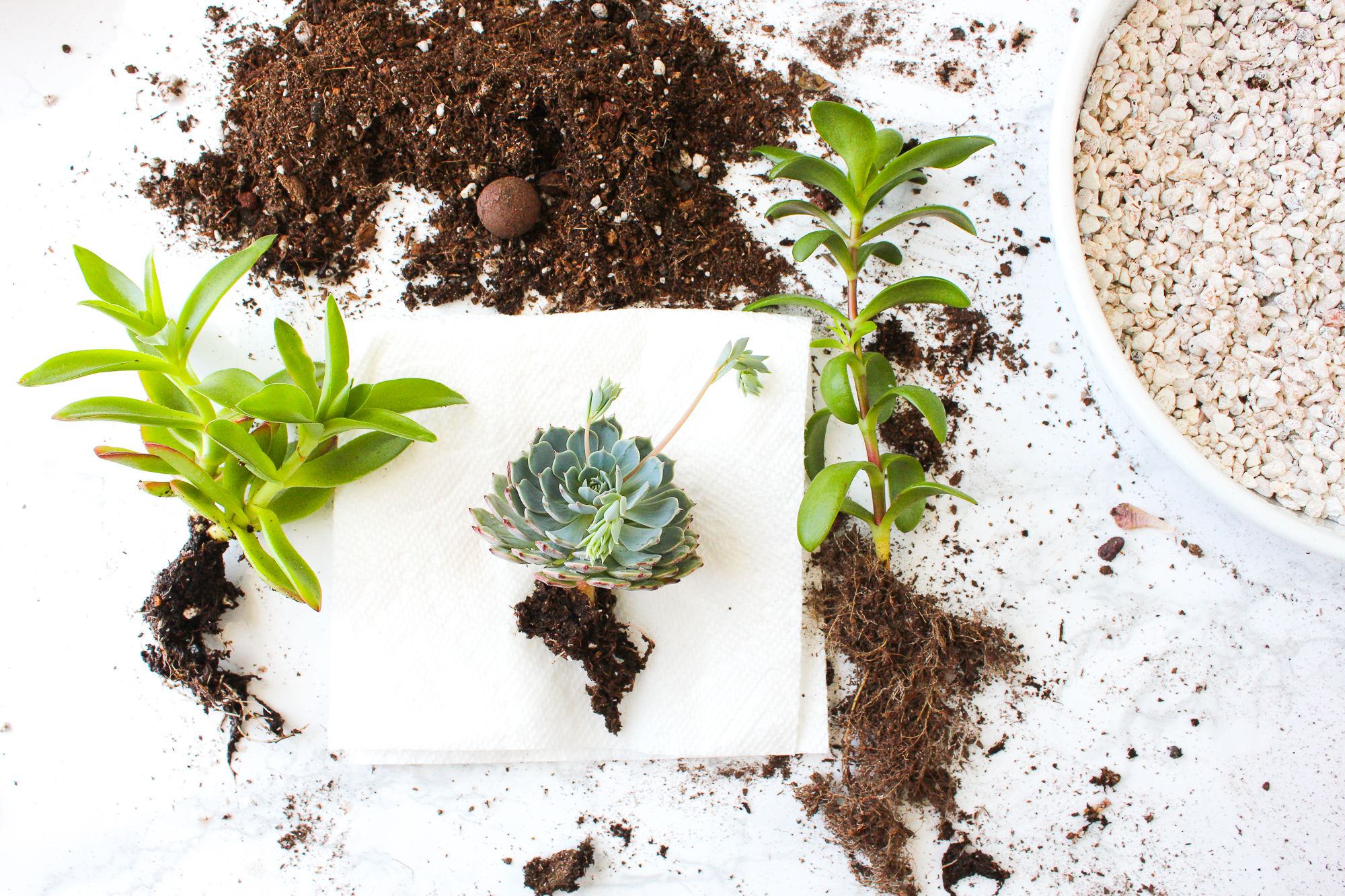 How to Remove a Plant From Its Pot Without Damaging the Roots