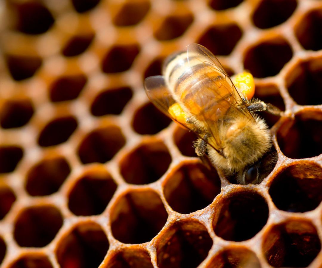 Informationalized Beehives