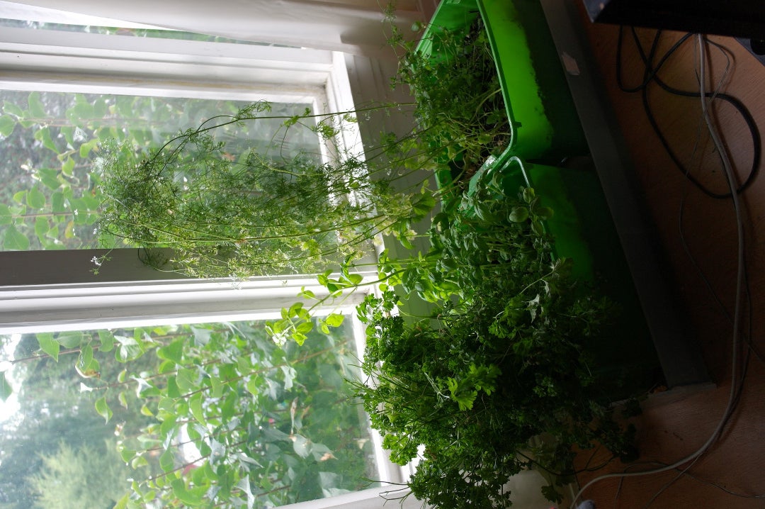 Enjoy Your Fresh Herbs